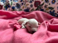 dziewczynka - 1 tydzień